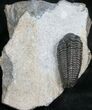 Unusual Pliomera Trilobite From Norway #5897-3